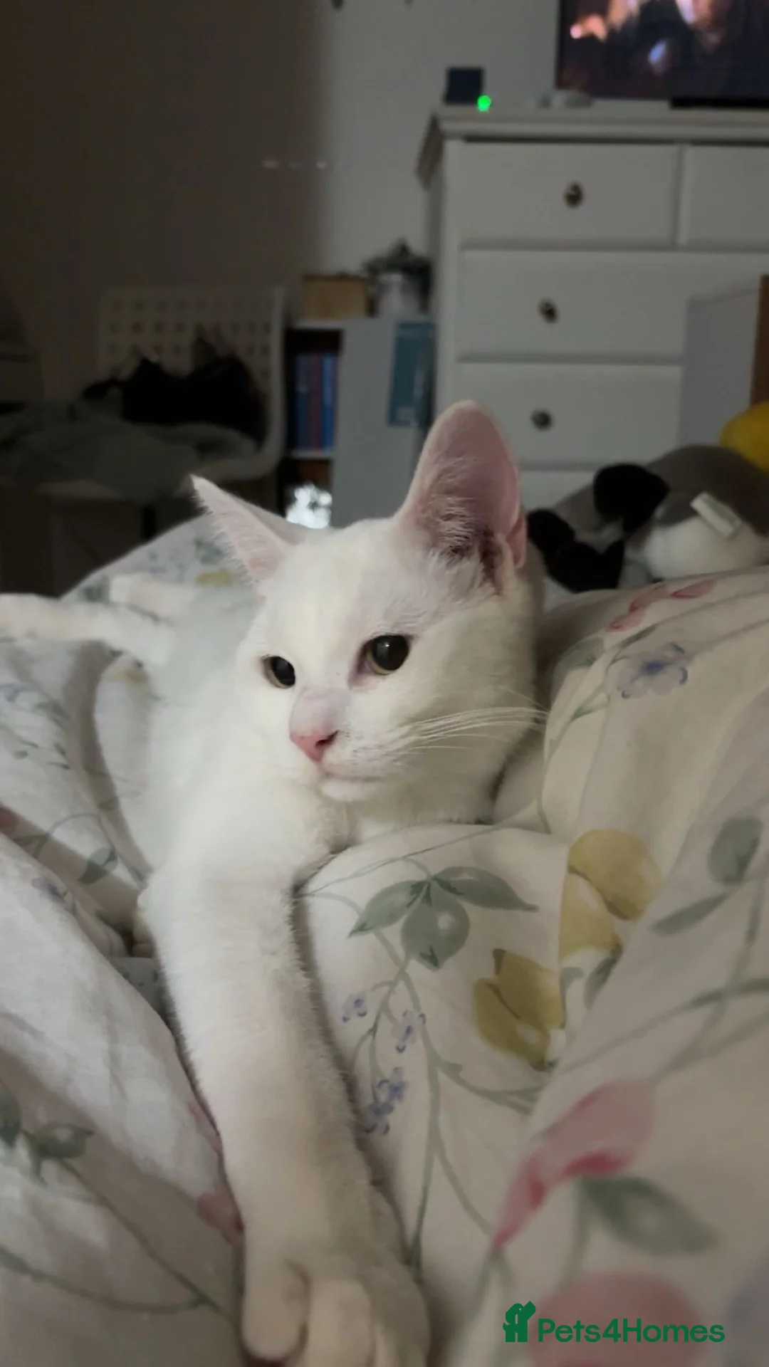 British Shorthair cats for sale:  Boy and girl kitten  in Huntingdon - Advert 2