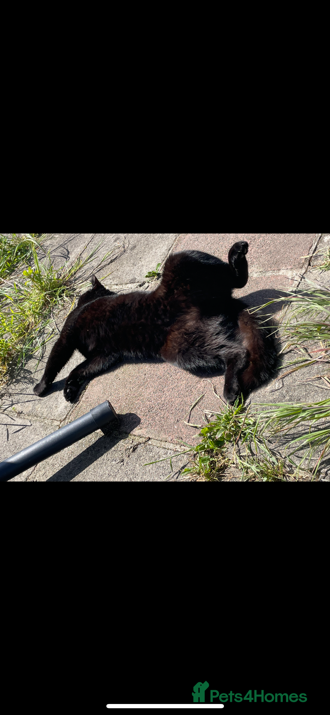 British Shorthair cats for sale: Adult male - Advert 3