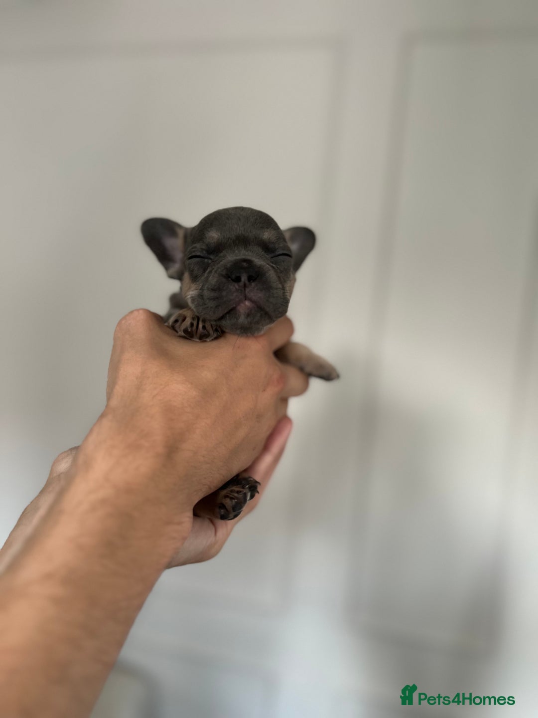 French Bulldog dogs for sale: KC Registered French Bulldogs  - Image 11