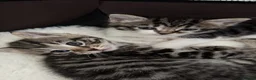 Bengal cats for sale: Beautiful Bengal Mix Kittens for loving homes in St Albans - Advert 3