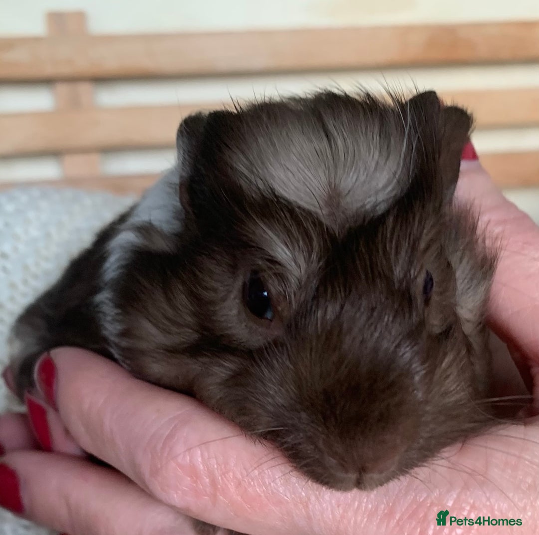 Guinea Pig rodents for sale:  VERY tame, healthy, GORGEOUS baby boy Guinea pigs - Advert 6