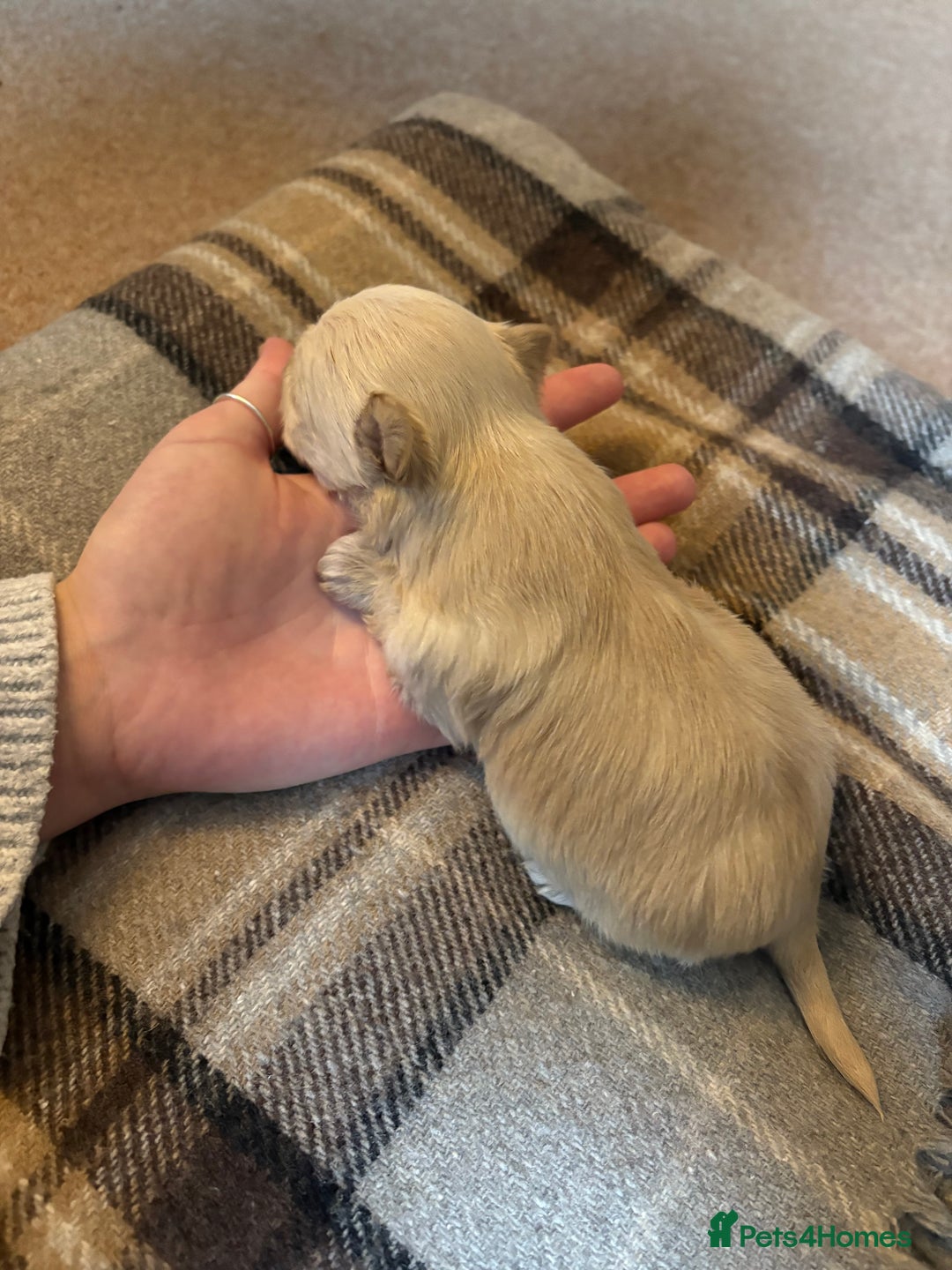 Yorkshire Terrier dogs for sale: Miniature Yorkshire terrier puppies for sale - Advert 9