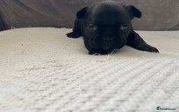 French Bulldog dogs for sale: French bulldogs puppy’s for sale - Advert 23
