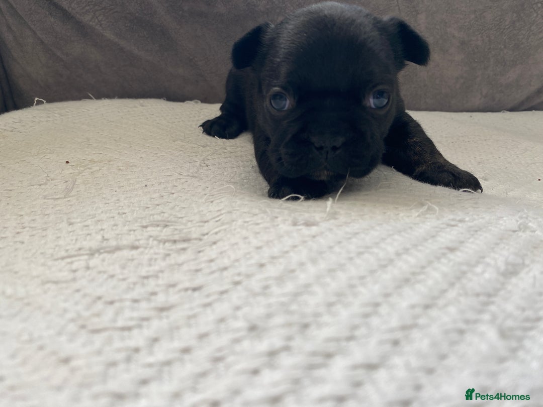 French Bulldog dogs for sale: French bulldogs puppy’s for sale - Advert 23