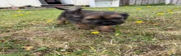 Border Terrier dogs for sale: Stunning slem free KC reg border terrier girls  - Advert 19