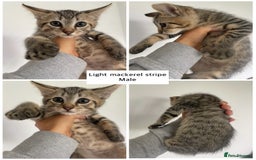 Mixed Breed cats for sale: Mixed breed ragdoll & tabby kittens - Image 3