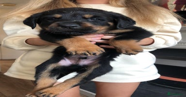Rottweiler dogs - Advert 17