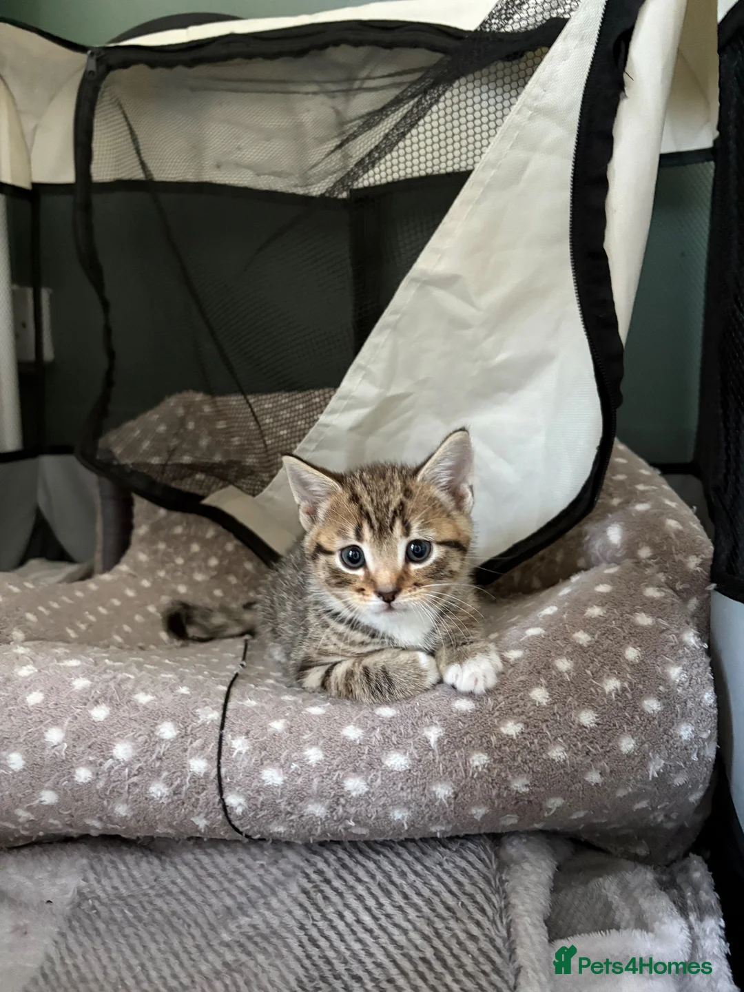 Mixed Breed cats for sale: Gorgeous little of kittens for sale  in Maidenhead - Advert 1