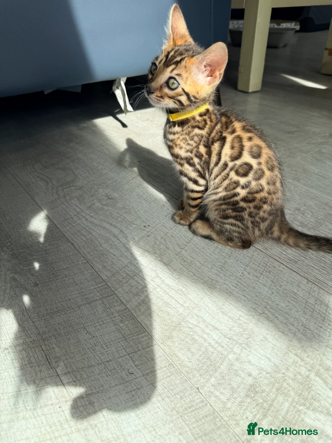 Bengal cats for sale: Stunning Bengal Kittens – Home Raised & Beautiful - Advert 2