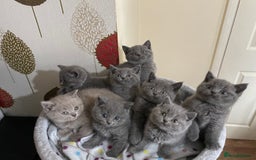 Scottish Fold cats for stud:  East Midlands Tica Blue British shorthair stud  in Derby - Image 13