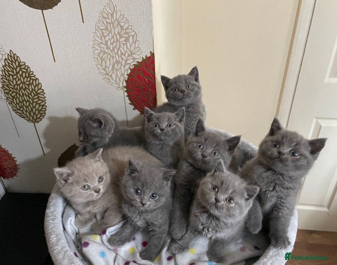 Scottish Fold cats for stud:  East Midlands Tica Blue British shorthair stud  in Derby - Image 13