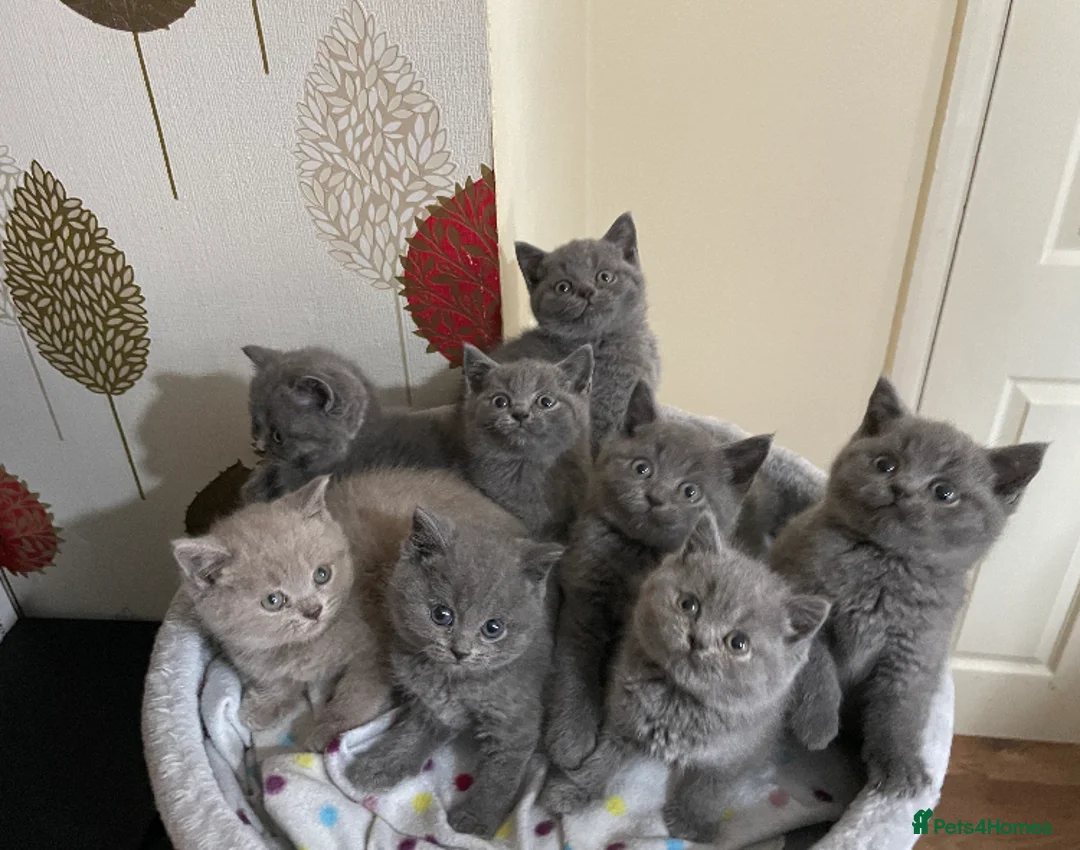 Scottish Fold cats for stud:  East Midlands Tica Blue British shorthair stud  in Derby - Advert 13