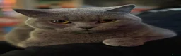 British Shorthair cats for sale: Ghost  - Advert 3