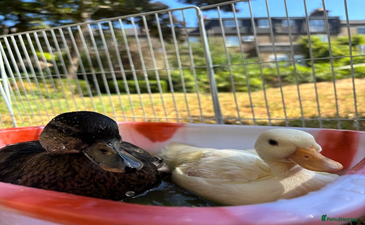 Ducks poultry - Advert 2