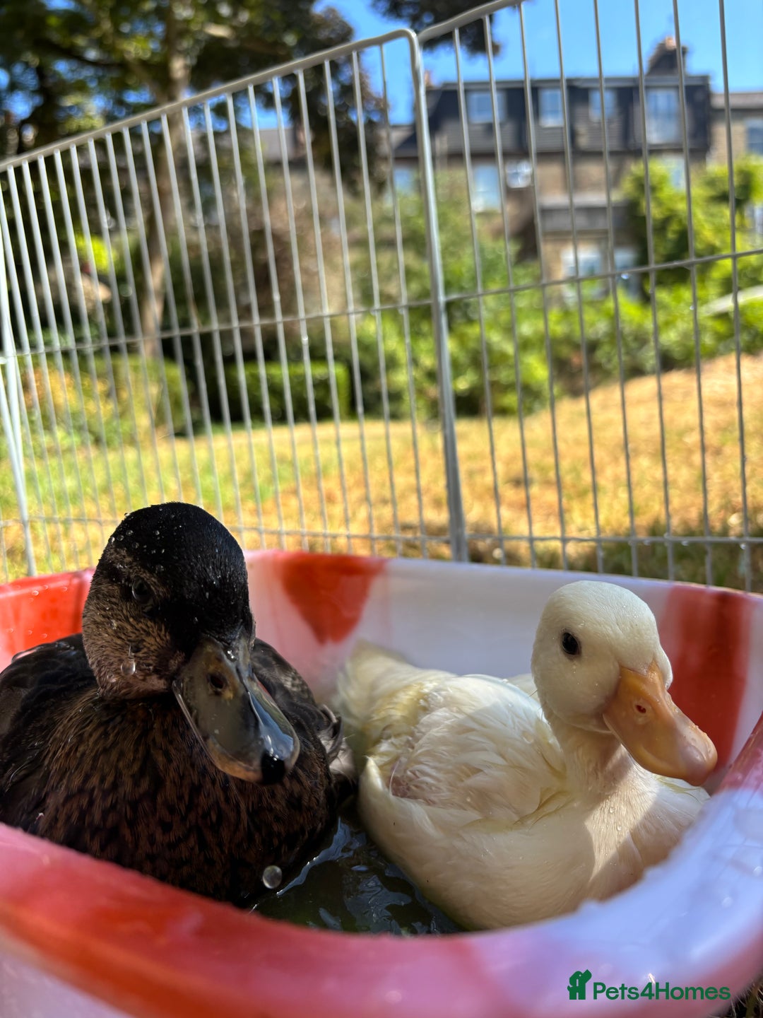 Ducks poultry for sale: Two call ducklings  - Image 1