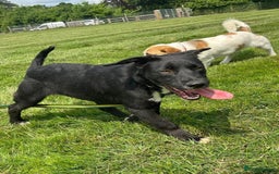 Mixed Breed dogs for adoption: Barney - Norwich norfolk  - Image 22