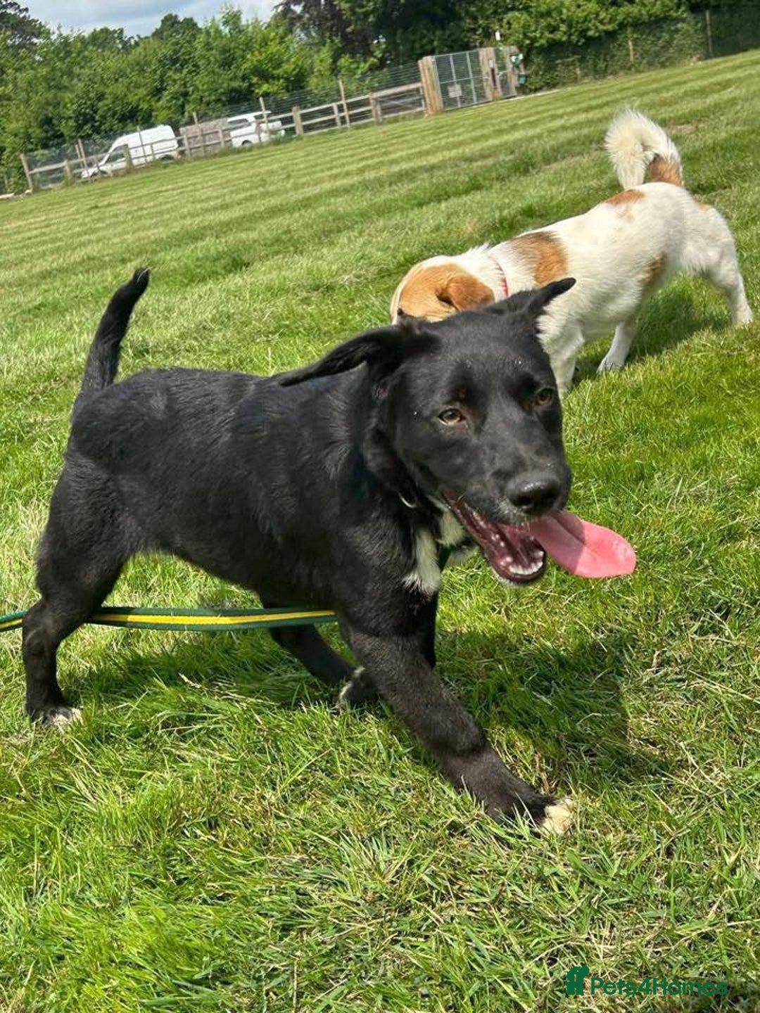Mixed Breed dogs for adoption: Barney - Norwich norfolk  - Image 22