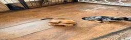 Chiweenie dogs for sale: 5 beautiful mini dachshund x chihuahua puppies - Advert 19