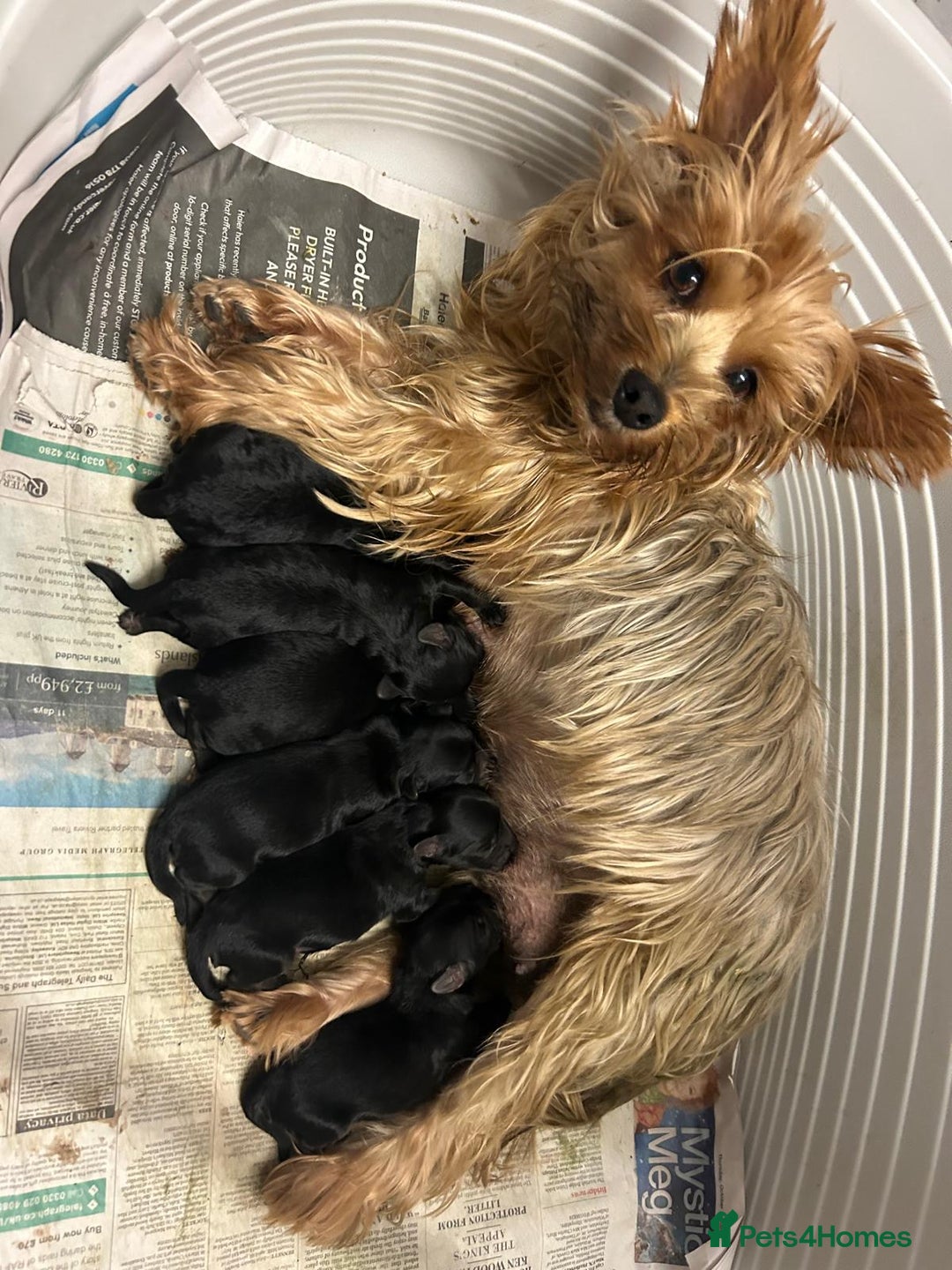 Yorkiepoo dogs for sale: Gorgeous F1 Yorkipoo puppies - Advert 2