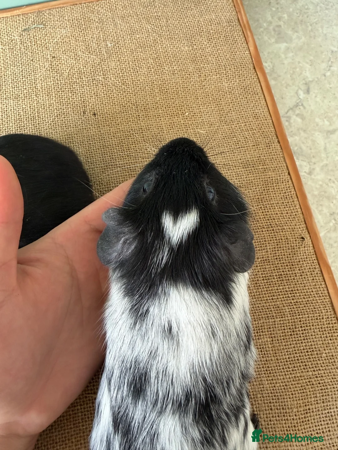 Guinea Pig rodents for sale: Black & Dalmatian Brothers - Advert 4