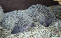 Pygmy Hedgehog rodents for sale: Baby Lesser Tenrecs available  - Image 2