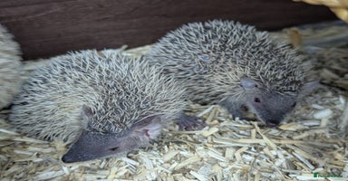 Pygmy Hedgehog rodents - Advert 11