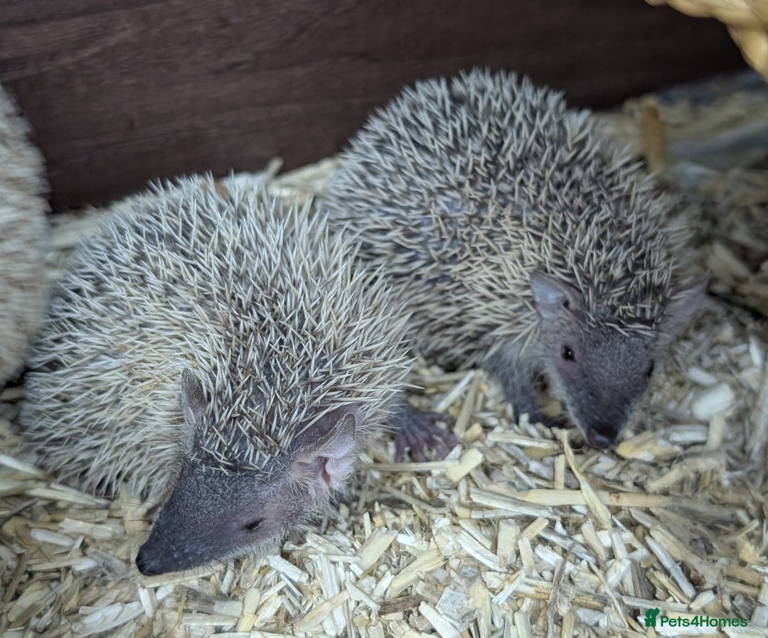 Pygmy Hedgehog rodents for sale: Baby Lesser Tenrecs available  - Image 2