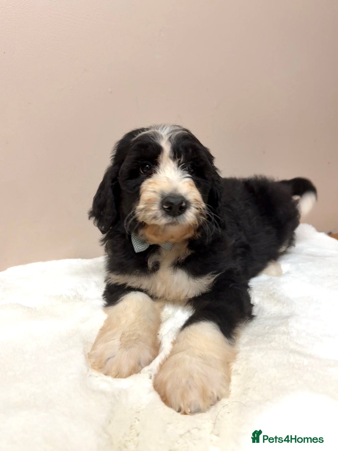 Bernedoodle dogs for sale: F1 Standard Bernerdoodles - Advert 19