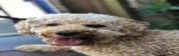 Cockapoo dogs for sale: Stunning F2 Cockapoo puppies - Advert 5