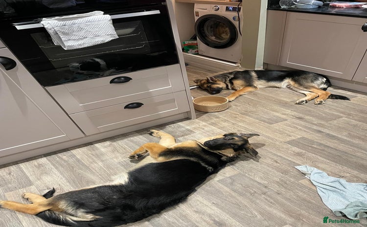 German Shepherd dogs - Advert 3
