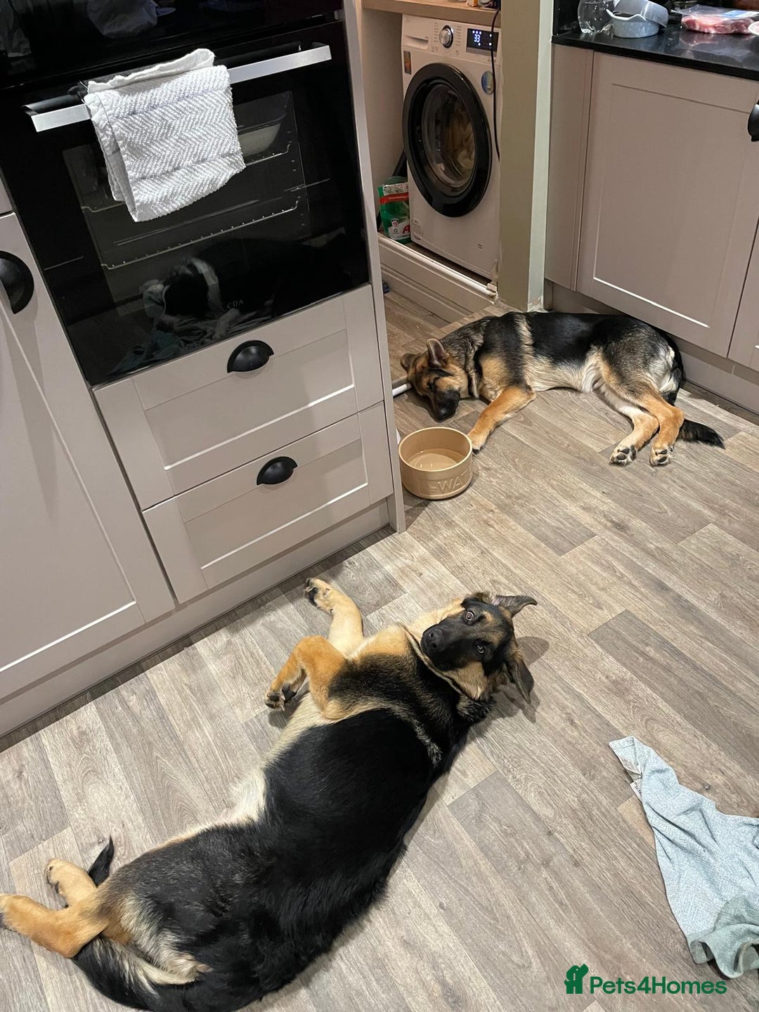 German Shepherd dogs for sale: REX - German Shepherd Boy - 15 months old  - Image 1