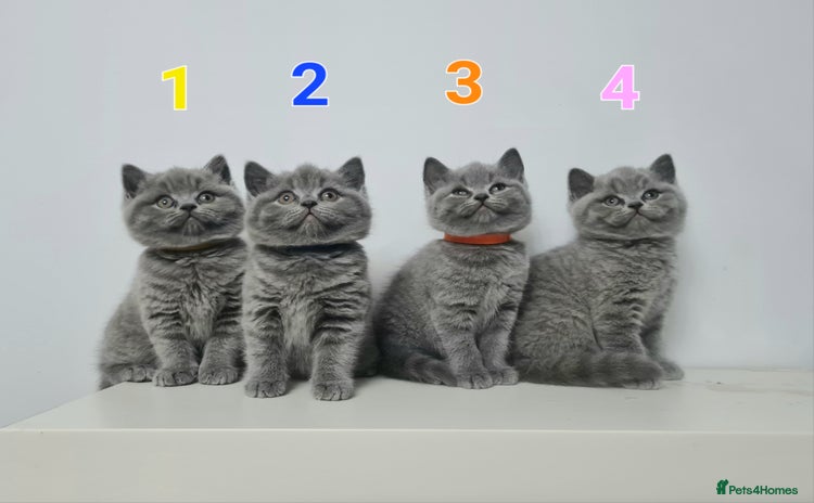 British Shorthair cats - Advert 9