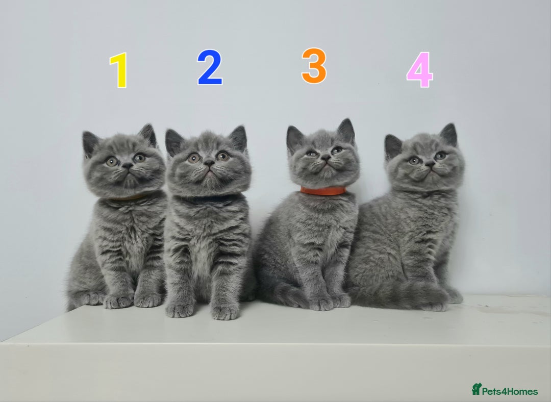 British Shorthair cats for sale: 4x British Short-hair kittens - Image 1