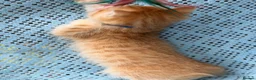 British Shorthair cats for sale: British shorthair beautiful golden kittens  - Advert 28