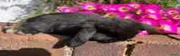 Mini Lop rabbits for sale: 6 mini lop babies RTL 10th September - Advert 4