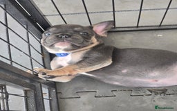 French Bulldog dogs for sale: One adorable female 🩷 French Bulldog Puppy  - Image 14