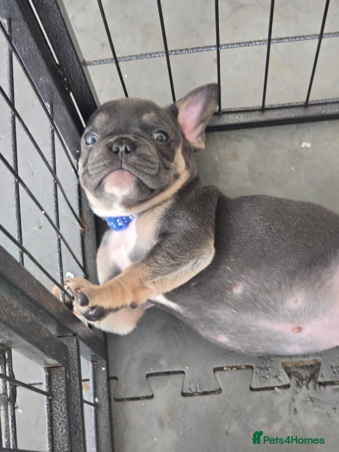 French Bulldog dogs for sale: One adorable female 🩷 French Bulldog Puppy  - Image 14