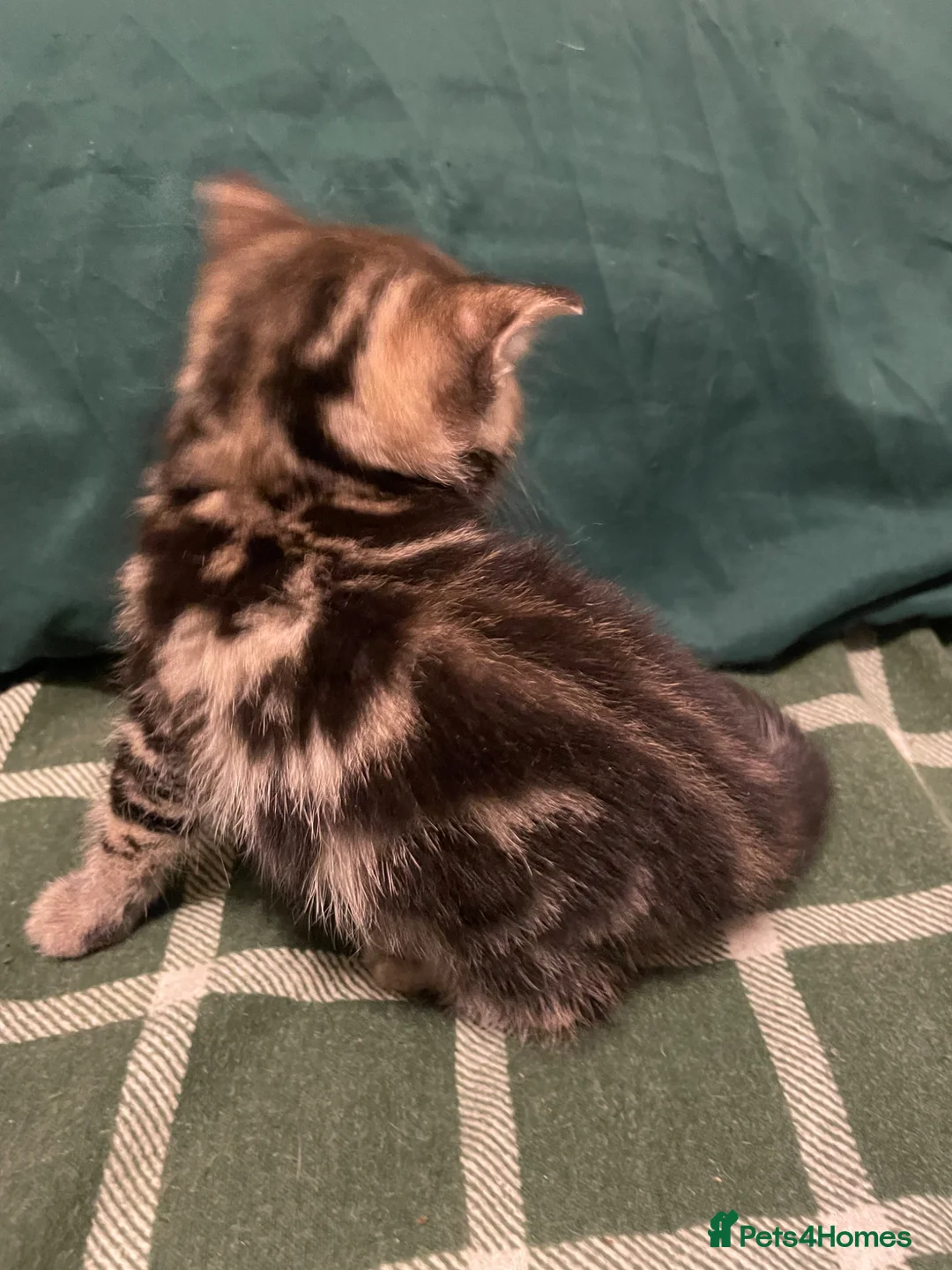 Mixed Breed cats for sale: 5 Beautiful kittens looking for forever homes  - Advert 2