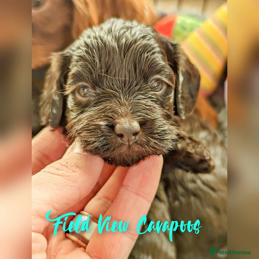 Miniature Poodle dogs for stud: Imported Brown Miniature Poodle & Cavalier Studs in Sutton Coldfield - Advert 30