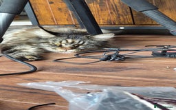 Maine Coon cats for sale: Stunning purebred. Maine coon cat  - Image 11