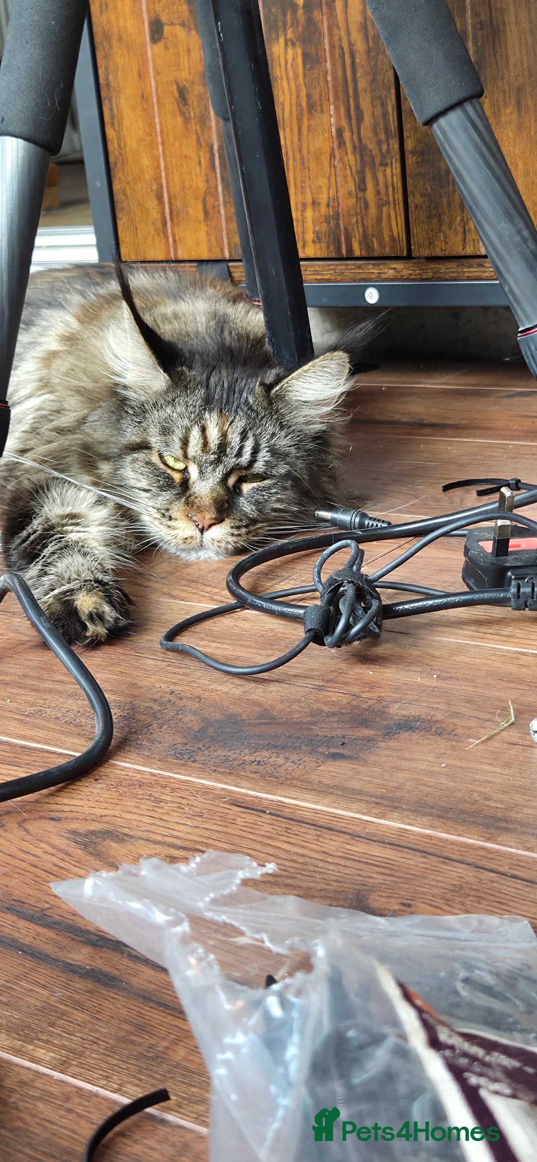 Maine Coon cats for sale: Stunning purebred. Maine coon cat  - Image 11