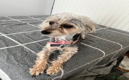 Mixed Breed dogs for sale: Poodle-Puff - Image 4