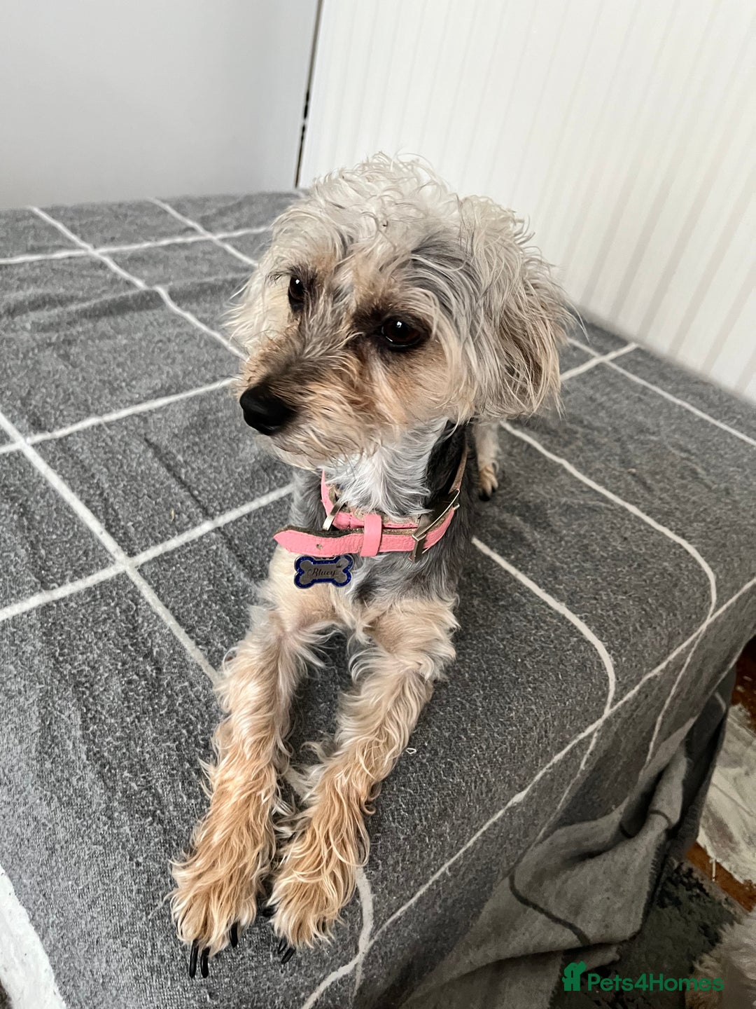Mixed Breed dogs for sale: Poodle-Puff - Image 4