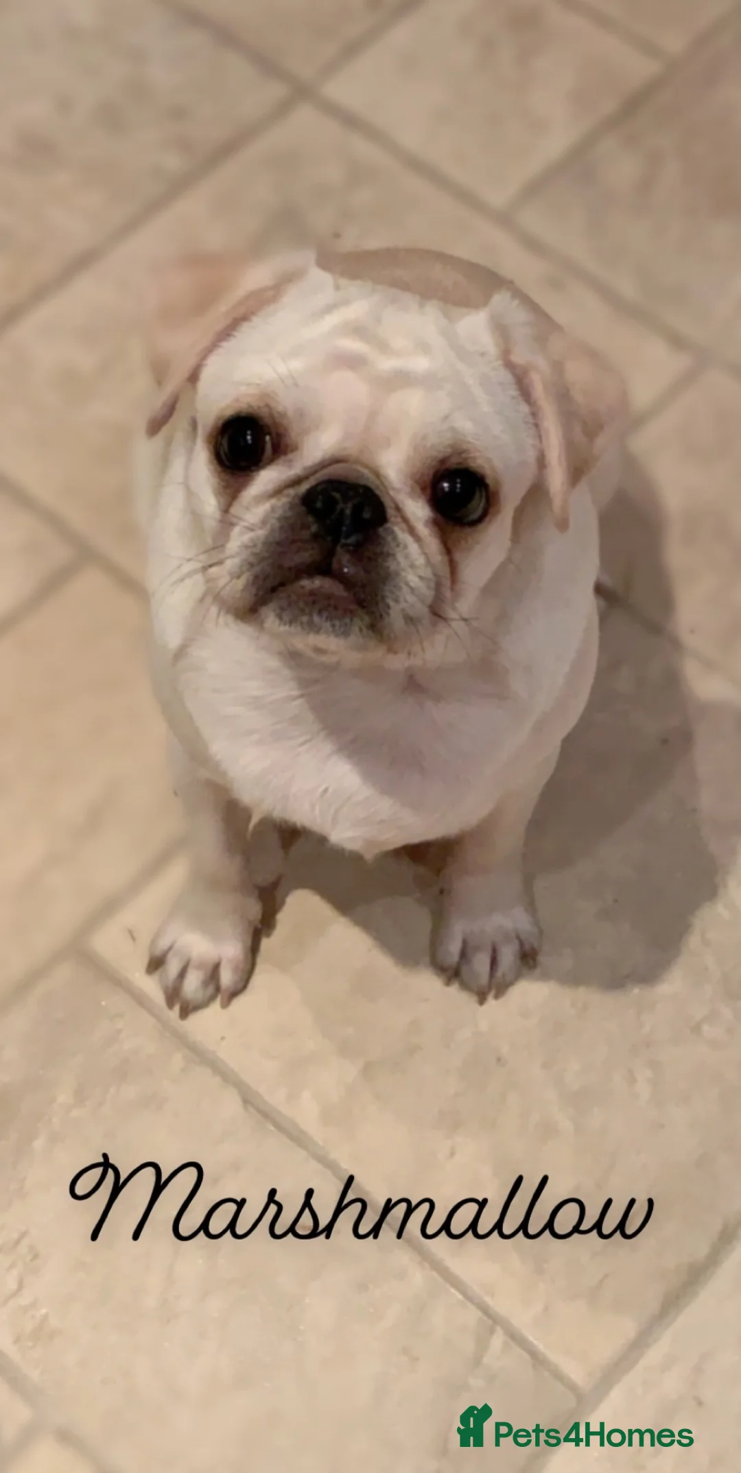 Pug dogs for sale: Stunning litter of 4 Prestige Fluffy Pug puppies - Advert 2