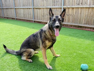 German Shepherd dogs Lovely German Shepherd Girl -Rare GSD Working Line - Advert 5