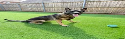 German Shepherd dogs for sale: Lovely German Shepherd Girl -Rare GSD Working Line - Advert 1