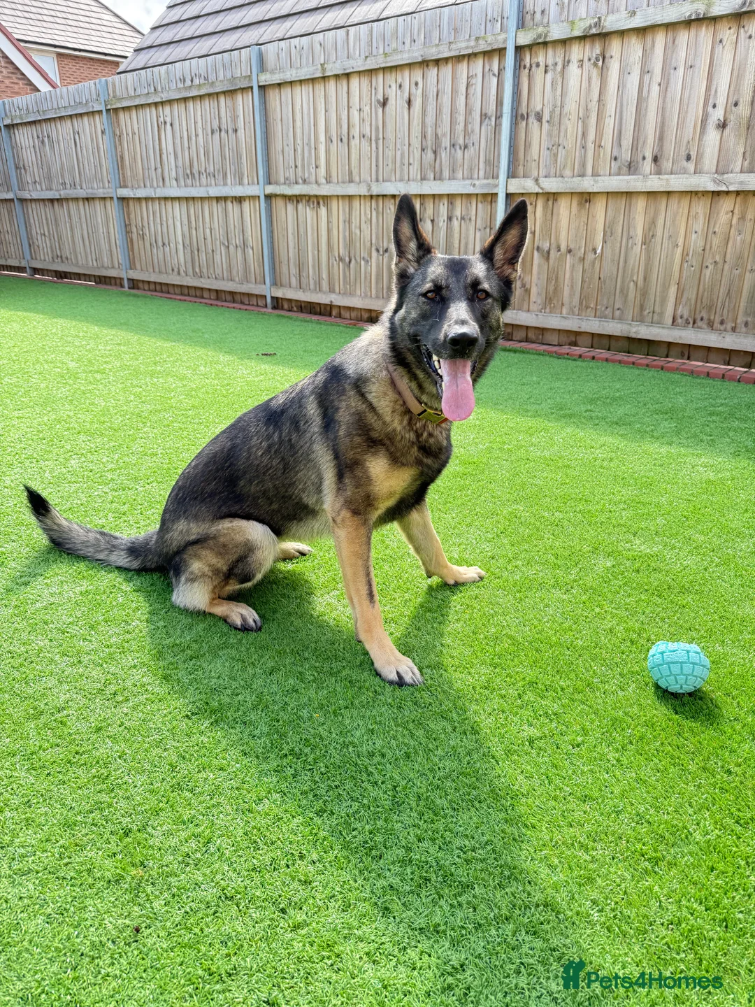 German Shepherd dogs for sale: Lovely German Shepherd Girl -Rare GSD Working Line - Advert 1