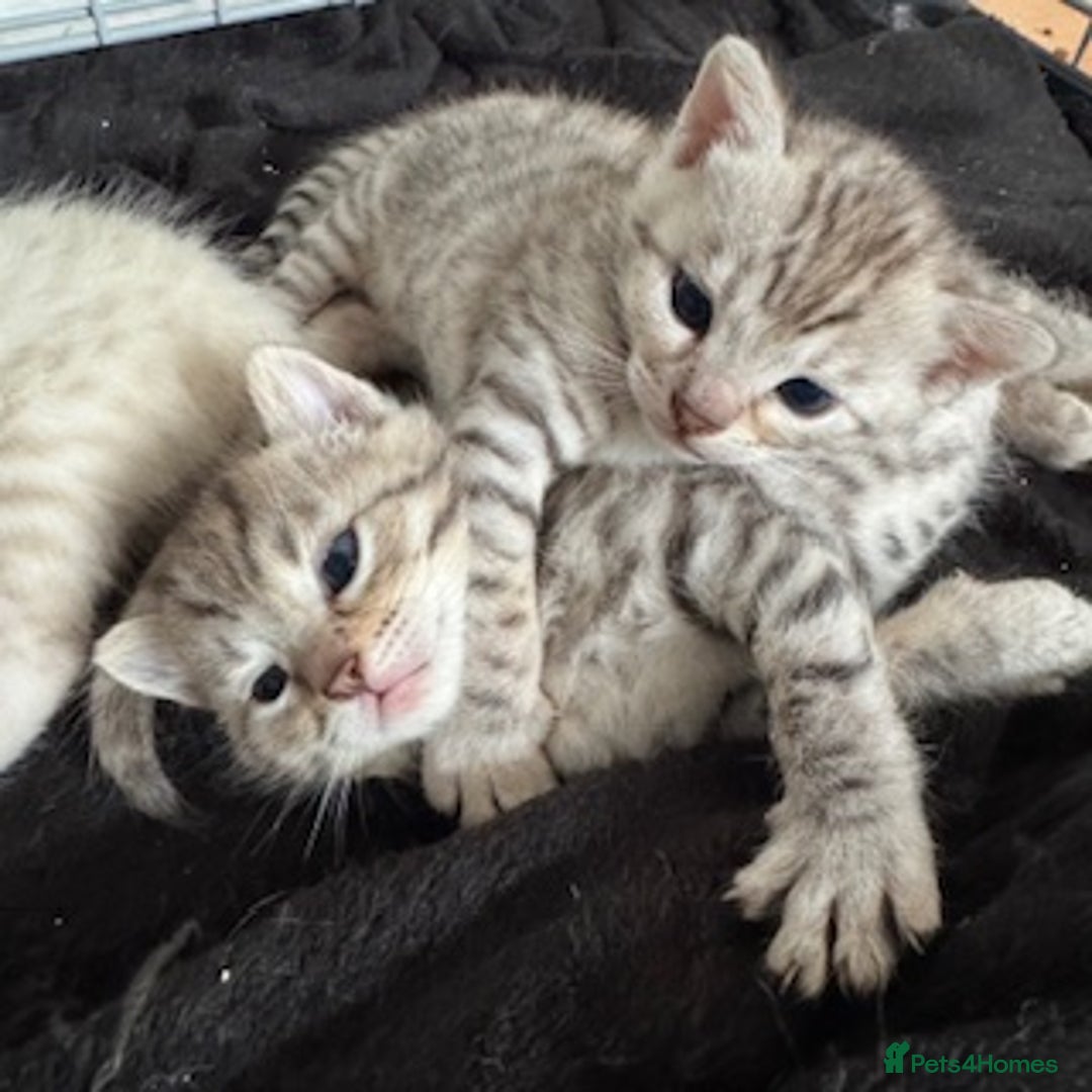 Bengal cats for sale: 4 Gorgeous Bengal Babies - Image 18
