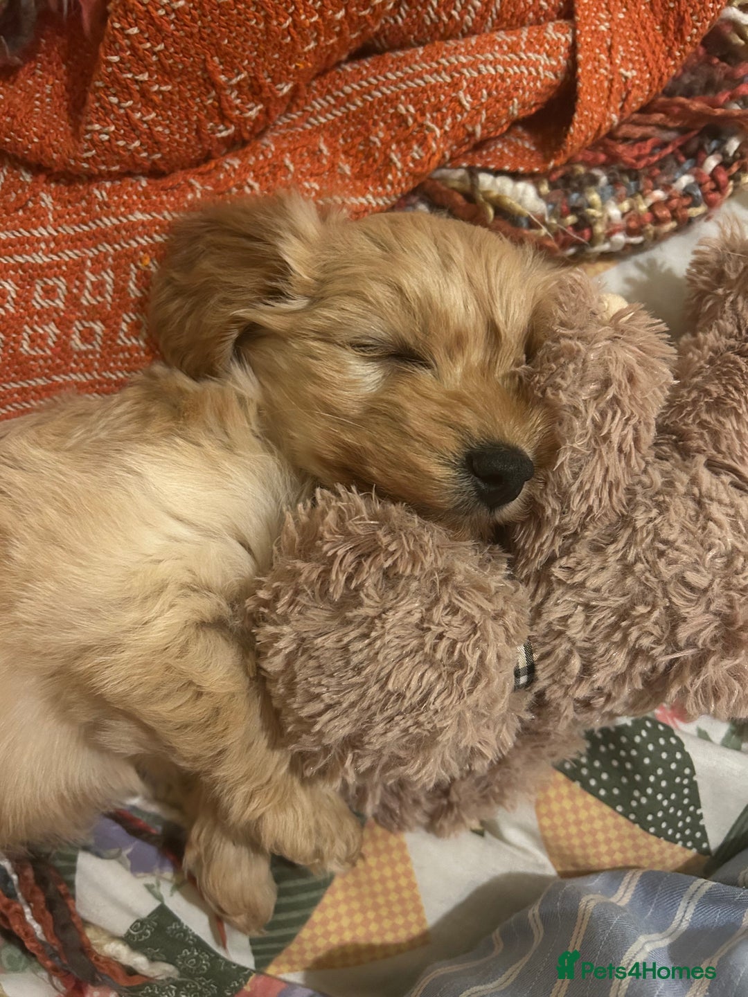 Doxiepoo dogs for sale: doxiepoo puppy / miniature dachshund x poodle boy - Advert 6
