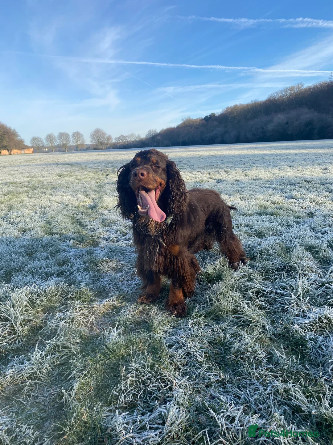 Sprocker dogs for stud: PROVEN SPROCKER SPANIEL - Advert 14